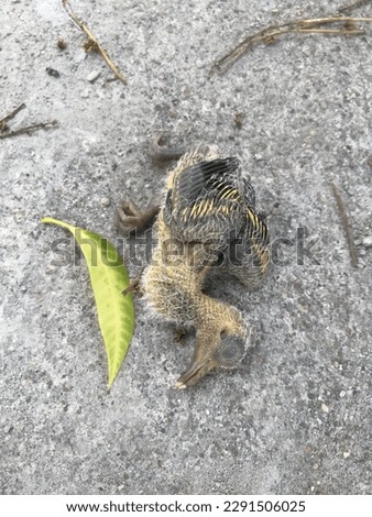 A picture of a baby bird dying from falling from a bird's nest on a tree and lying dead on the ground.