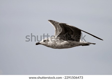 Beautiful seagull in flight seeing details, feather, beak an eye Royalty-Free Stock Photo #2291506473