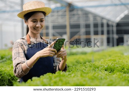 Woman using phone to take pictures of hydroponics vegetables, grows wholesale hydroponic vegetables in restaurants and supermarkets, organic vegetables. growing vegetables in hydroponics concept.
