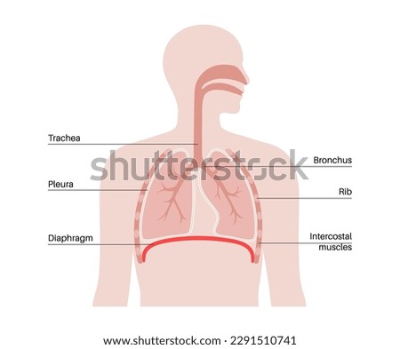 Diaphragm anatomical poster. Major muscle of respiration system scheme. Inhalation process in the human body. Male silhouette with chest, trachea, ribs and lungs flat vector medical illustration. Royalty-Free Stock Photo #2291510741
