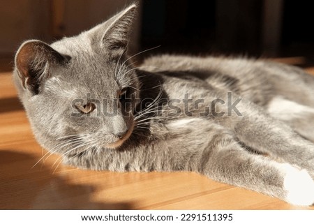 Little Gray Cat Playing its Tail and Washing Muzzle, Paws on the Floor. Sunny Day. Top View. Domestic Animals. Kitten in a Room with Sunlight Rays Warming through Window. Cute Pet at Home Spring Time