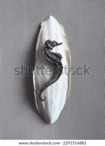 Sea horse on a shell