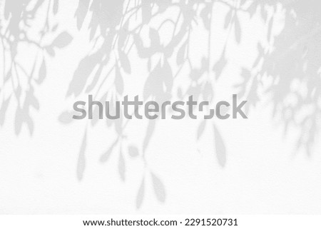Leaf shadow and light on wall background. Nature tropical leaves tree branch and plant shade with sunlight from sunshine dappled on white wall texture for background wallpaper, shadow overlay effect
 Royalty-Free Stock Photo #2291520731