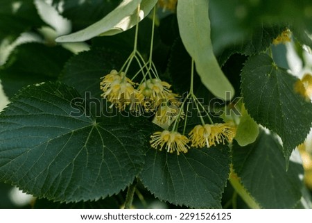 Flowers of a blossoming linden tree on a blurred background. Close-up. Blooming large-leaved linden (Tilia). The concept of natural medicine, medicinal herbal teas, aromatherapy. Soft focus.