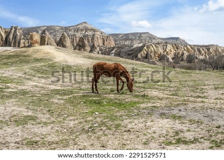 Brown horse on the field