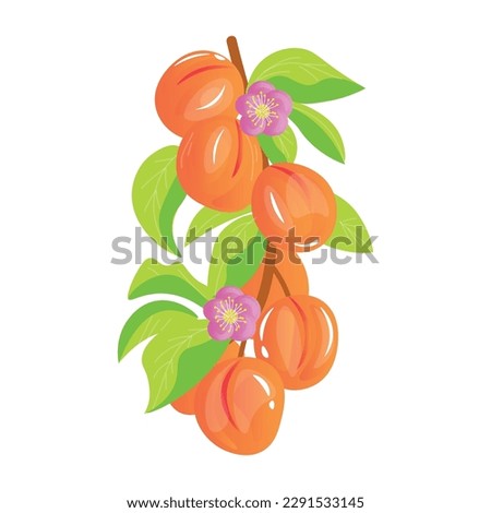 Branch with apricots on white background