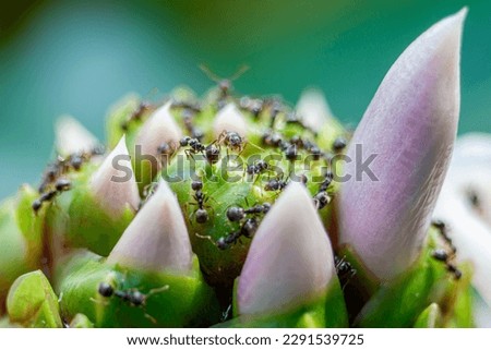 close up view of ant pests gnawing the stem of a plant