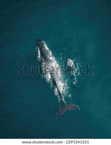 Humpback whale and calf aerial drone shot sleeping on the surface of the ocean in Australia, New South Wales. Royalty-Free Stock Photo #2291541331
