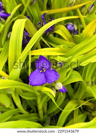 
A flower of tradescantia sweet kate variety
 Royalty-Free Stock Photo #2291543679