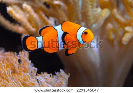 Clown fish, Anemonefish (Amphiprion ocellaris) swim among the tentacles of anemones, symbiosis of fish and anemones Royalty-Free Stock Photo #2291545047