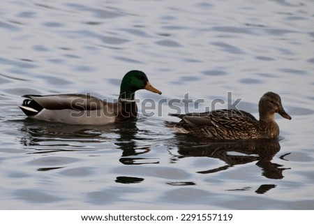 Mallard ducks that are swimming along the dark, cool water in a pond.