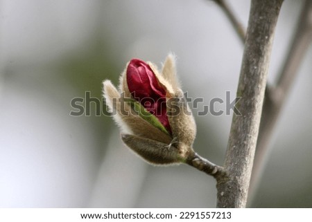 The buds and blooming flowers of a black tulip Magnolia tree in the early Spring.