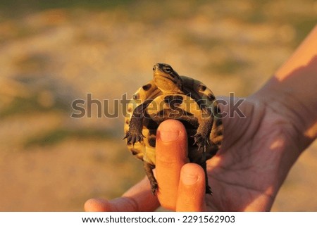 The Amboina box turtle or Southeast Asian box turtle is being held by someone