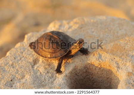 The Amboina box turtle or Southeast Asian box turtle is on a round cement board