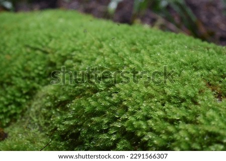 Pincushion moss plants parks nature view travel mountain forest garden park Royalty-Free Stock Photo #2291566307