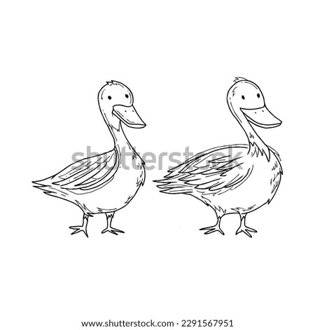 duck handrawn doodle illustrations vector set