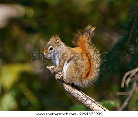 Squirrel close-up side view standing on a tree branch with a soft green blur forest background in its environment and habitat surrounding, 