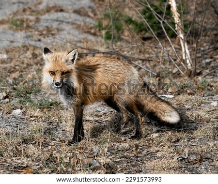 Red fox close-up profile in the springtime with blur background displaying fox tail, fur, in its environment and habitat. Picture. Portrait. Photo. Fox Image.