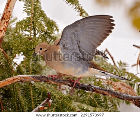 Mourning Dove close-up side view perched on a cedar tree branch with a blur background in its environment and habitat surrounding. Spread wings. Mourning Dove Picture.