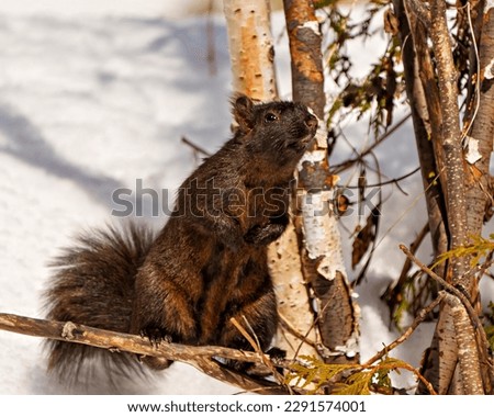 Black Squirrel close-up front view in the winter season stitting on a branch in its environment and habitat surrounding and displaying black colour and bushy tail.