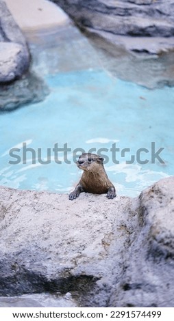 Otter. hide n seek. Swimming Otter. Cute animal. Solo Safari. 