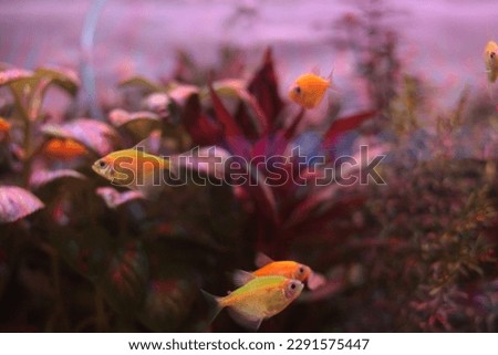 Sea fish picture and aquarium fish images
