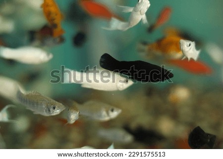 Sea fish picture and aquarium fish images