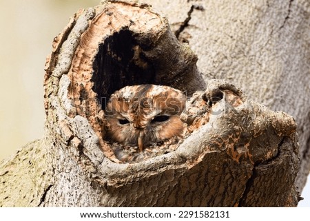 Tawny owl nesting in a tree hollow in the forest
