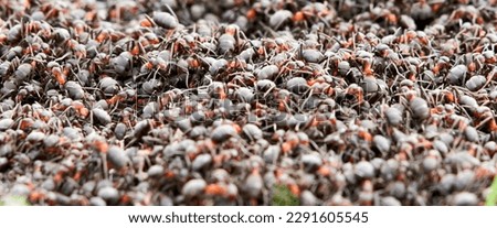 Ants nest. Fire ants crawling on the ant hill. Close up or macro shot of ants working on ground. Hundreds of fire ants swarm their mound Royalty-Free Stock Photo #2291605545