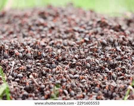 Ants nest. Fire ants crawling on the ant hill. Close up or macro shot of ants working on ground. Hundreds of fire ants swarm their mound Royalty-Free Stock Photo #2291605553