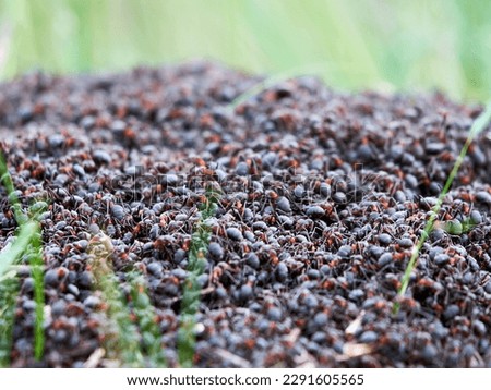 Ants nest. Fire ants crawling on the ant hill. Close up or macro shot of ants working on ground. Hundreds of fire ants swarm their mound