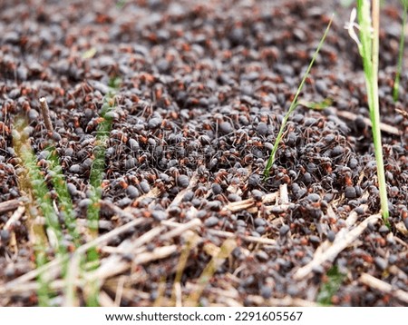 Ants nest. Fire ants crawling on the ant hill. Close up or macro shot of ants working on ground. Hundreds of fire ants swarm their mound