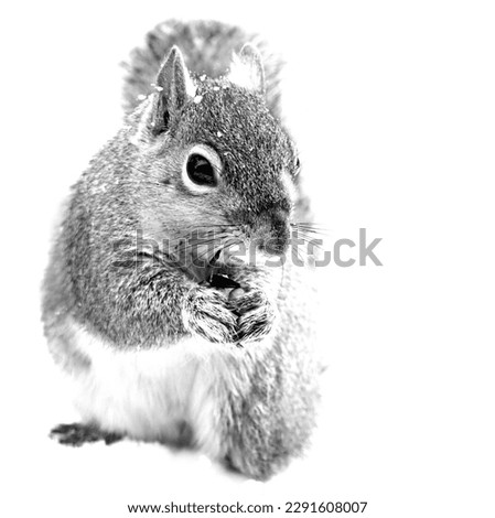 Cute baby squirrel eating seed black and white high contrast photography isolated with white background close up. 