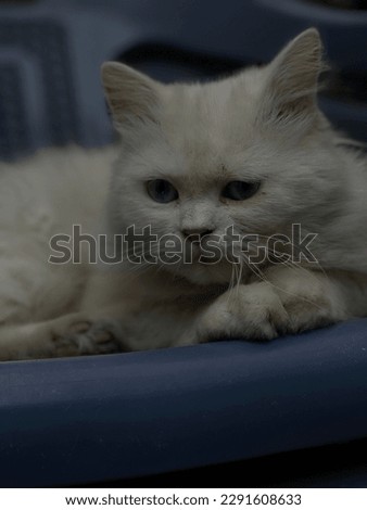 Persion beautiful blue-eyed cat on a Chair