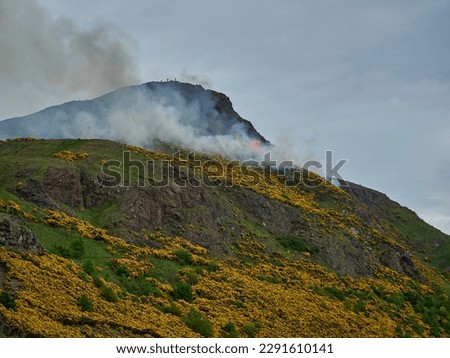 yellow gorse burning in a bush fire on arthurs seat, the iconic hill next to Edinburgh, the capital Scotland.