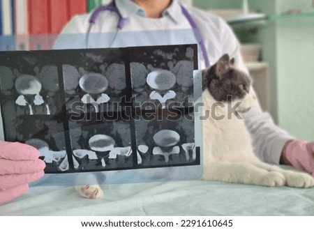 Veterinarian examines x-ray next to cat. X-ray pet. Ultrasound of internal organs in animals and oncology