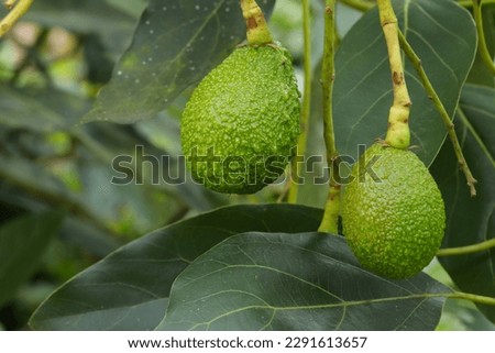 Picture of avocado plant with fruits. Concept of plants, food and nature.