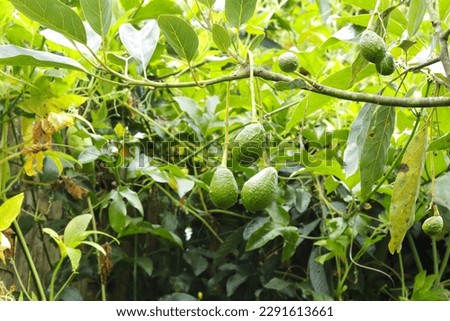 Picture of avocado plant with fruits. Concept of plants, food and nature.