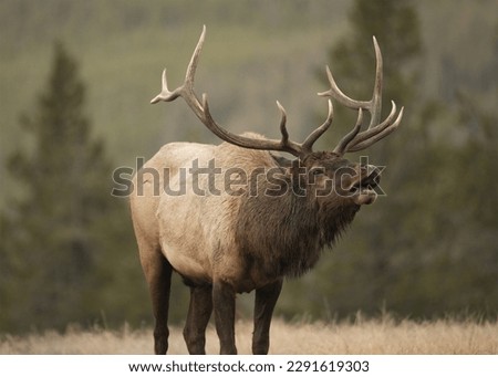 Bugling Elk in Yellowstone National Park in Wyoming Royalty-Free Stock Photo #2291619303