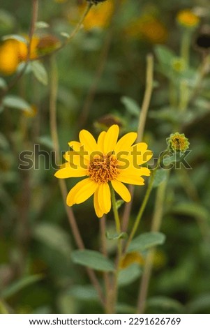 Plant Viguiera dentata (Cav.) Spreng. It belongs to the Compositae plant family. Located in outdoor gardens, forest and surrounded by various vegetation. Royalty-Free Stock Photo #2291626769