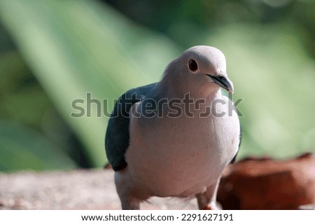Large bird searching foods. Beautiful dark blue and gray color bird   