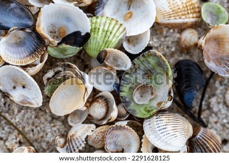 small shells on the coast of the Baltic Sea