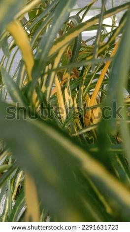 This picture take in 20 april 2023 in palu city ,indonesia .This is a very close up photo of a tropical plant