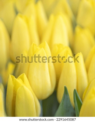 Spring blossoming yellow tulips flower background, selective focus.