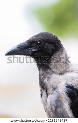 Carrion crow (Corvus corone) portrait, closeup,  early spring, seurasaari, helsinki, finland, Royalty-Free Stock Photo #2291648489