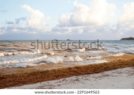 Atlantic ocean, Gulf of Mexico covered in sargassum seaweed at Playa Del Carmen, Quintana Roo, Mexico beach. Buyos floating on the waves. Water pollution by algae Royalty-Free Stock Photo #2291649563