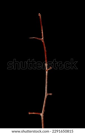 Hairy Cockspurthorn (Crataegus submollis). Wintering Twig Closeup