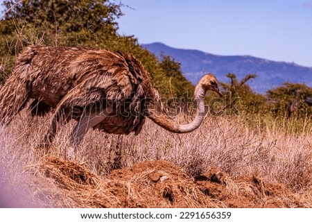 Ostrich Wild Bird In Nairobi National Park