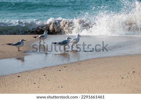 lovely beach birds play with the waves at the beach.