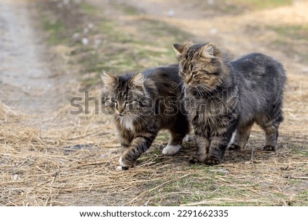 Two cats walking on a dirt road